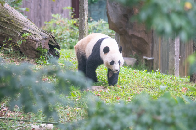 Ein Panda, der durch eine Zoohandlung mit Gräsern, Pflanzen, Baumstämmen, Felsen und einer hölzernen Wand im Hintergrund geht.