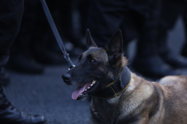 Ein Polizeihund sitzt auf dem Boden neben einer Person, die einen Gürtel und Stiefel trägt, mit einem unscharfen Hintergrund.