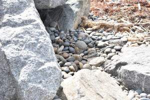 Ein steiniger Strand mit verstreuten Felsen und Kieseln, der eine kleine Eidechse auf einem Felsen und trockene Blätter und Stöcke im Hintergrund zeigt.