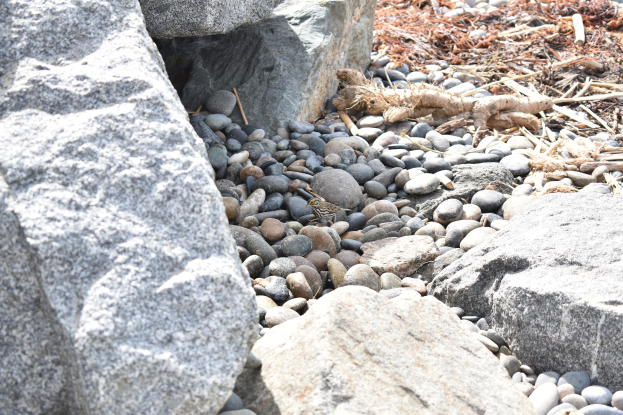 Ein steiniger Strand mit verstreuten Felsen und Kieseln, der eine kleine Eidechse auf einem Felsen und trockene Blätter und Stöcke im Hintergrund zeigt.