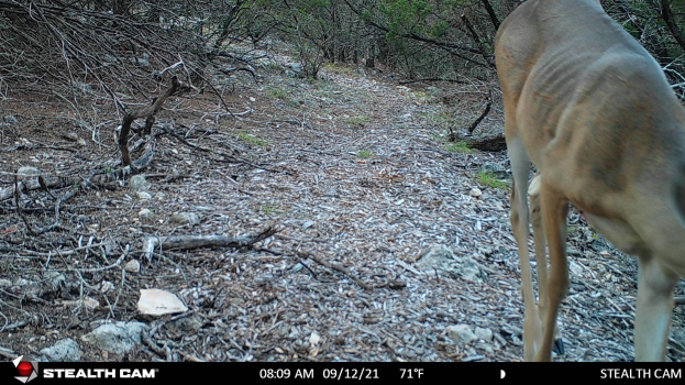Ein Reh, das auf einem Schotterweg durch einen bewaldeten Bereich geht, umgeben von Steinen, Zweigen und Bäumen mit Text unten: "Stealth Cam - Hirschjagd in Texas".