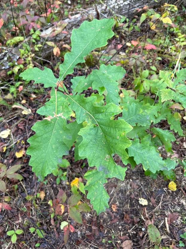 Nahaufnahme einer Bur-Eiche mit saftig grünen Blättern in einem Waldgebiet, umgeben von trockenen Blättern und Zweigen auf dem Boden.