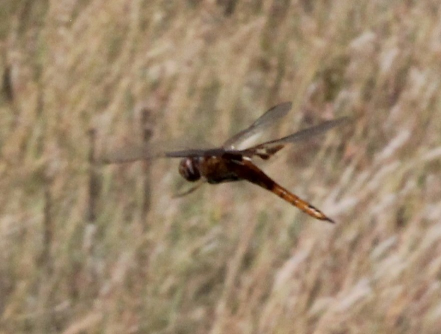 Ein Drachenflieger mit ausgebreiteten Flügeln, der über hohem Gras fliegt.