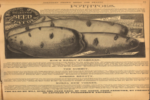 Eine alte Werbung mit einer Kartoffelillustration und Text, der eine Kartoffelpflanze und ihre Zutaten beschreibt.