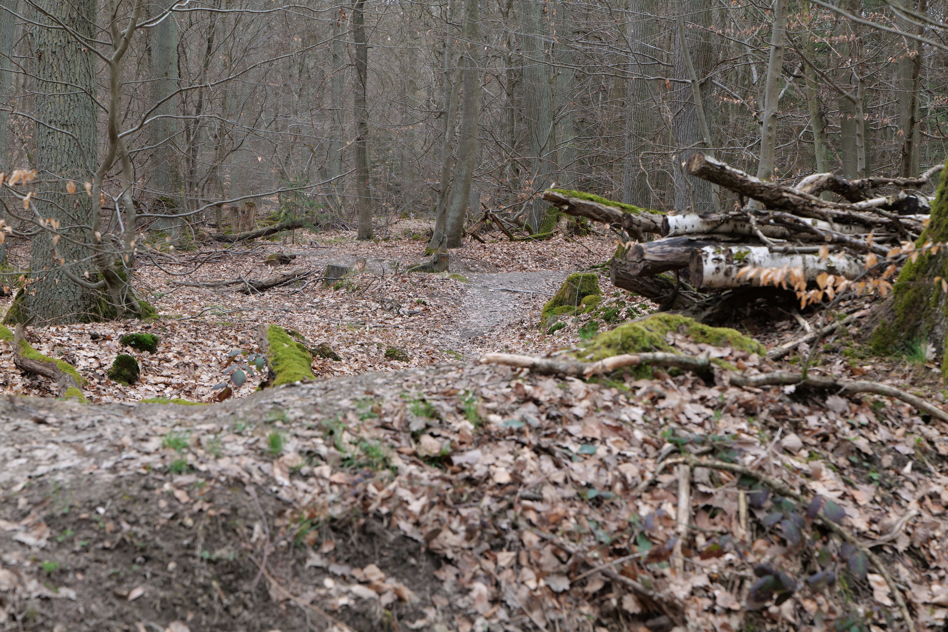 Ein schmaler Pfad in einem Wald, der mit abgefallenen Blättern bedeckt ist und von Baumstämmen auf der rechten Seite und dichtem Wald im Hintergrund gesäumt ist.