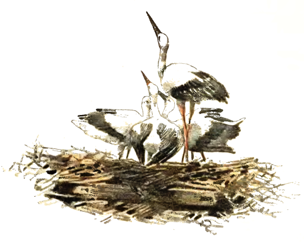 Ein detailliertes Gemälde von zwei Störchen mit langen Hälsen und Schnäbeln, die auf einem Nest aus Zweigen und Gras stehen, vor einem weißen Hintergrund.