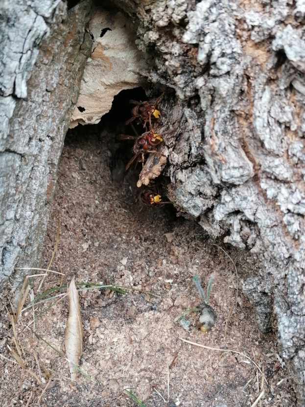 Ein Hornissennest in der Rinde eines Baumes am Boden, das zwei Wespen enthält und von Gras umgeben ist.