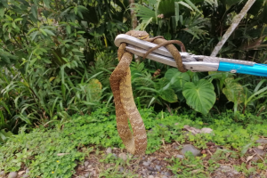 Eine Schlange windet sich um einen Karabiner mit daran befestigten Scheren, vor einem Hintergrund aus Pflanzen, Bäumen und Steinen.